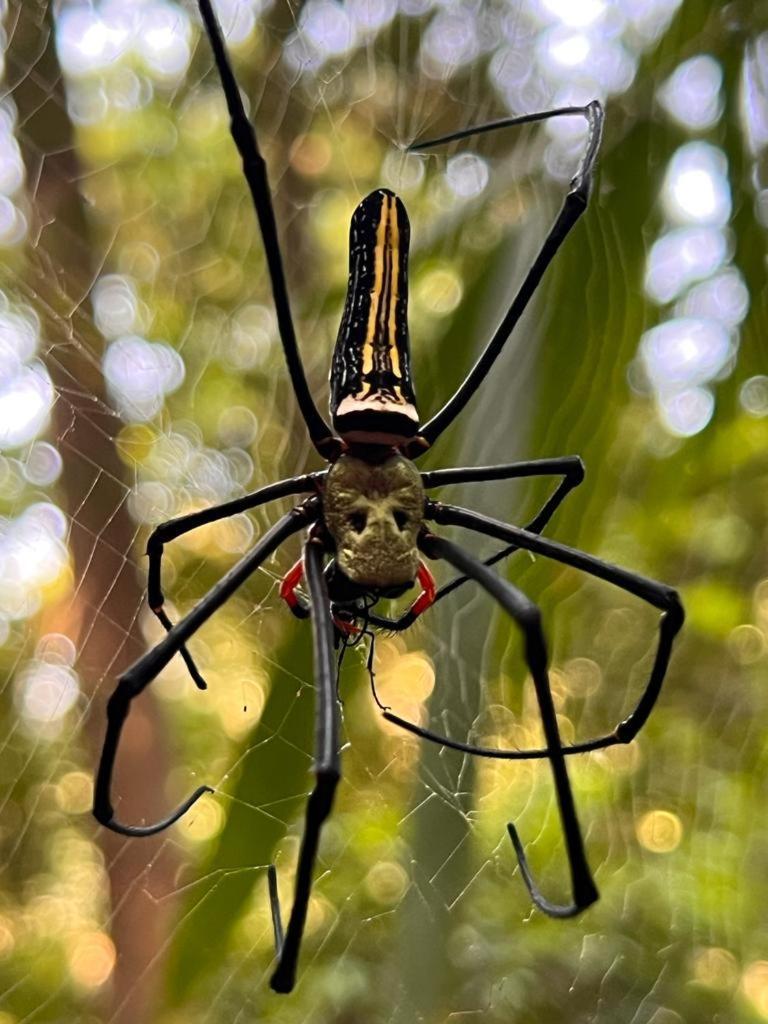 Rainforest Nest 데니야야 외부 사진