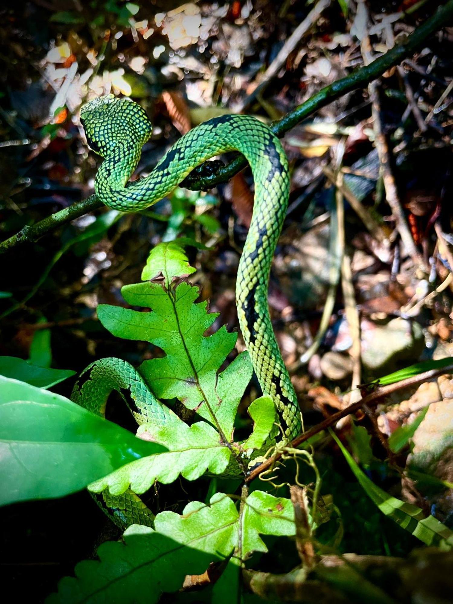 Rainforest Nest 데니야야 외부 사진